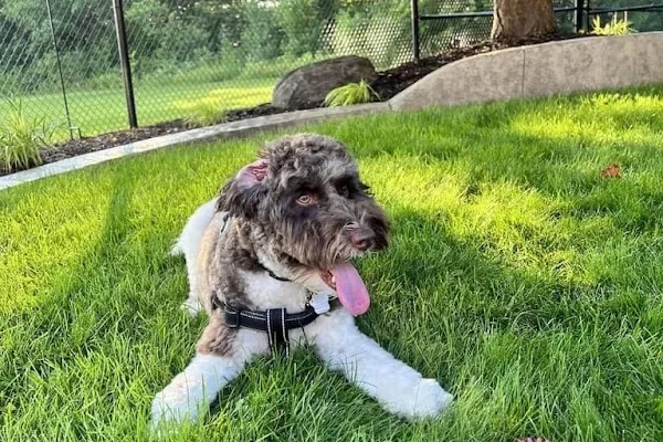 Waggin' Tails