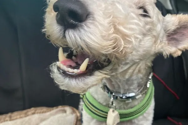 Veterinary Emergency Clinic