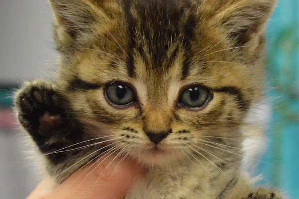 Humane Society of Oakville, Milton & Halton