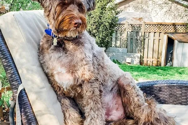 Poochie Spaw
