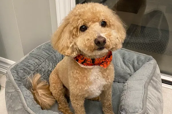 My dog groomed