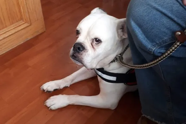 West Niagara Animal Hospital