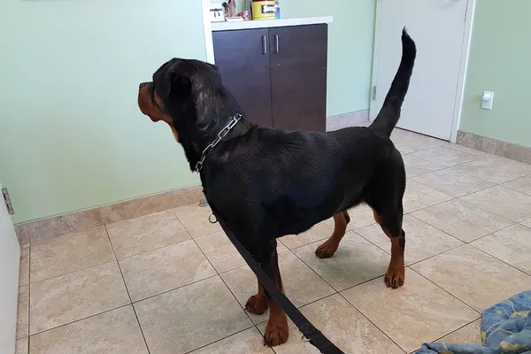 East Plains Animal Hospital