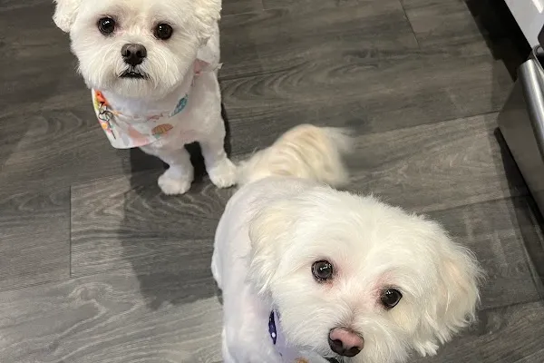 Dogs By Daisy