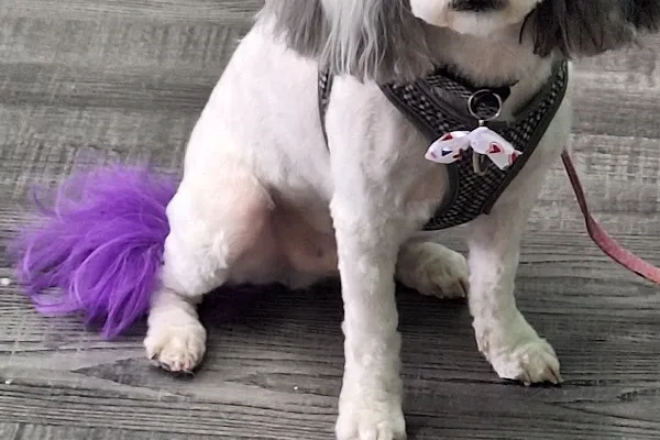 Mary's Pet Grooming Studio