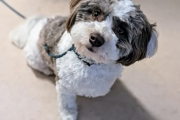 Hamilton Dog Spaw