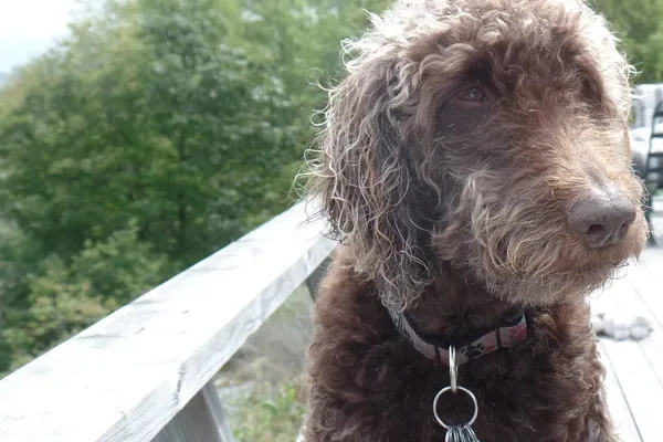 Everybody Loves Roxy - Dog Grooming
