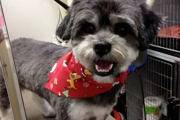 Wags 'n Whiskers