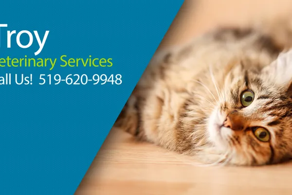 Troy Animal Hospital