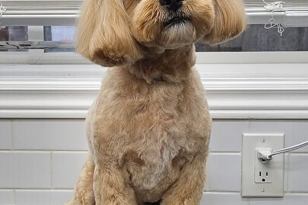 thegroomer.ca