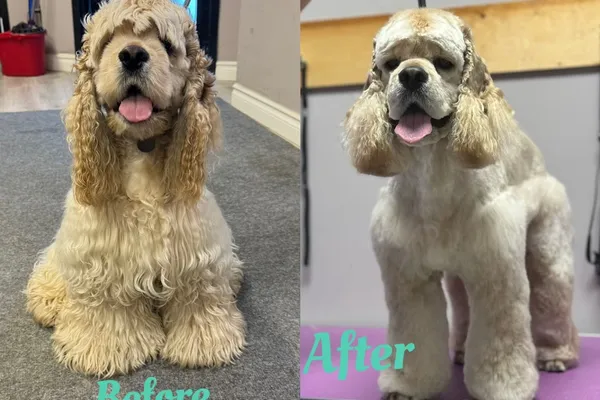 Paws Love Pet Grooming