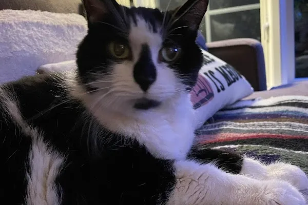 Garden City Cat Hospital