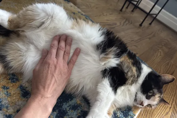 Happy Paws Burlington