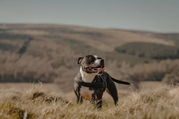Sweetgrass Dogs Training & Behaviour