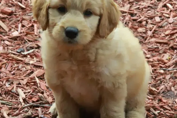 Curious Puppies