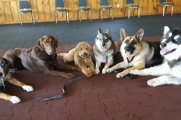Pooch Perfect Dog Training and Pet Services