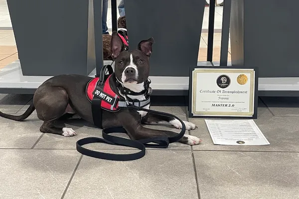 K9 Principles Dog Training
