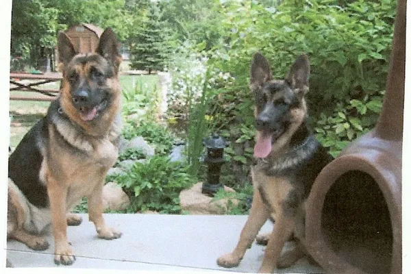 Harper Dog Obedience