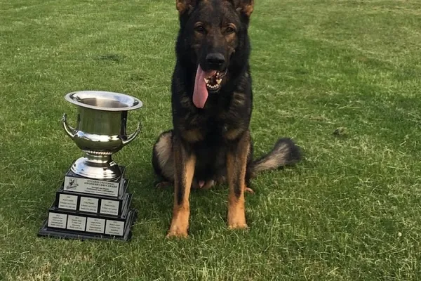 Invictus Canine / vom Kaltenbach German Shepherds