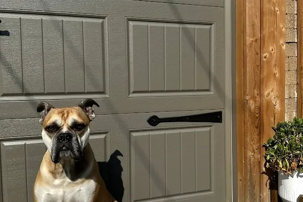 Pup & Co House Care