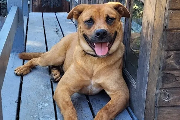 Humane Society of Greater Niagara