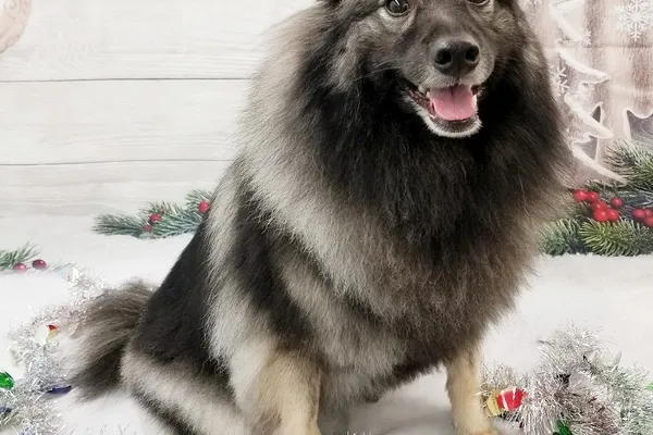Poochies Paradise Spa