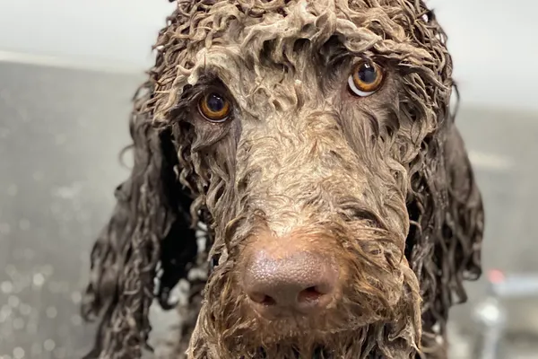 Guau Pet Grooming Spa