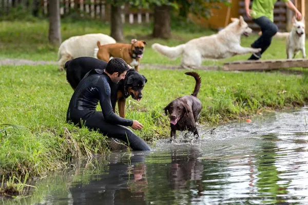 Dogs Reformed