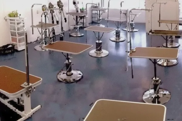 Pet Grooming Studio Academy