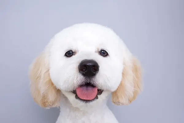 MY LITTLE GROOMER - Small Dog Grooming