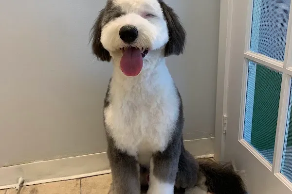 Wooflet Dog Grooming