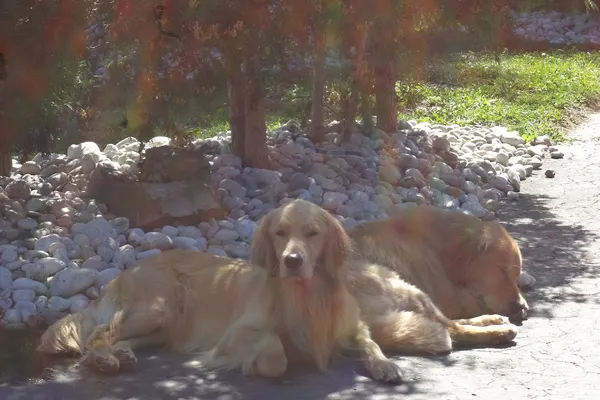 Best Friends Dog Walking & Pet Resort