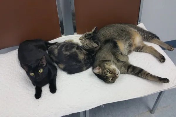 Mount Joy Animal Clinic