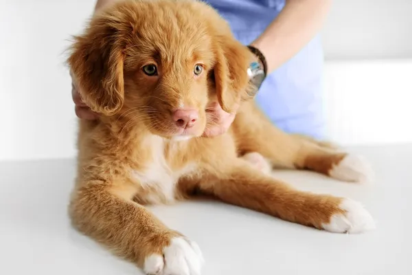 Rouge River Animal Hospital