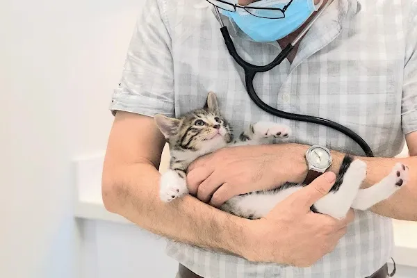 Yonge 16th Animal Hospital