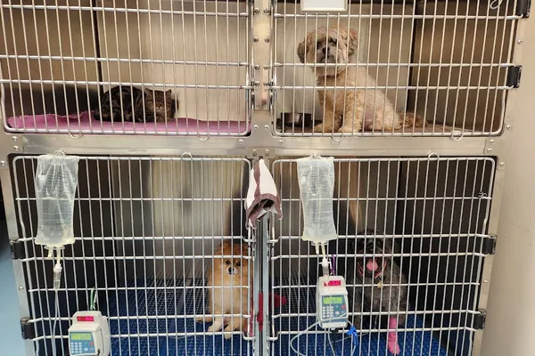 Weldrick Animal Hospital