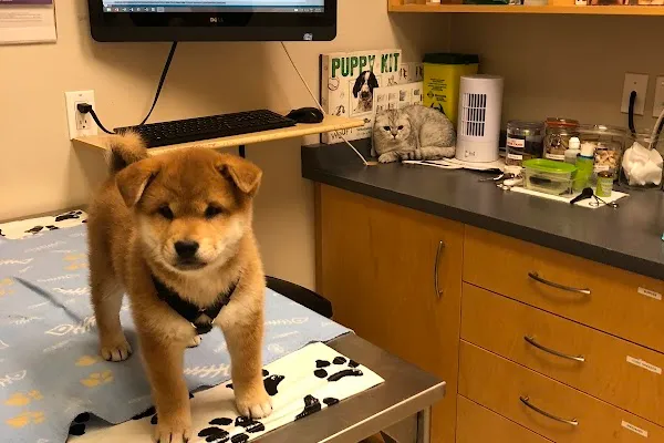Bayview Hill Animal Hospital