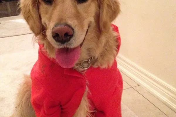 Kelly & Yang Dog Care Services