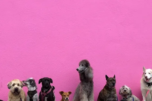 NeighbourHound