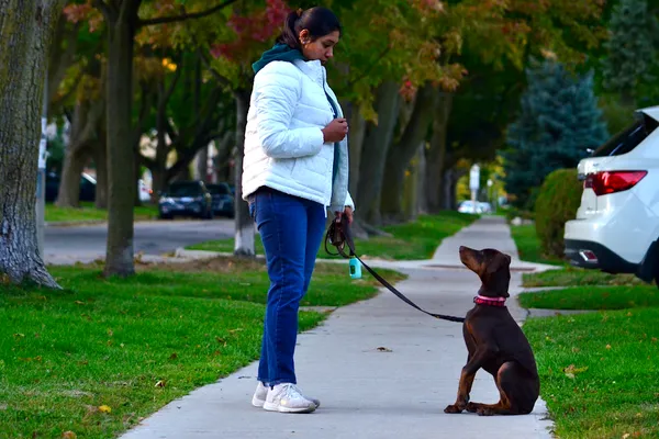 Wagabond Dog Training