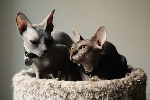 Aurora Cat Hotel