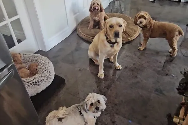 Anet's Pooch Paradise