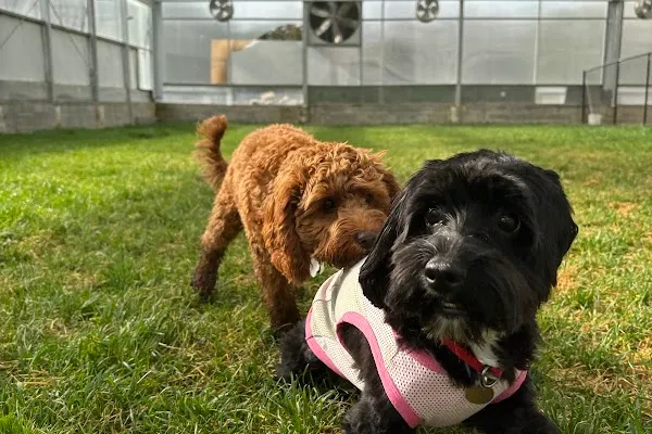 ChiChi’s Pet Resort - Daycare & Boarding