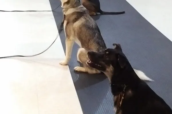 Dogs BeHaven Training Solutions