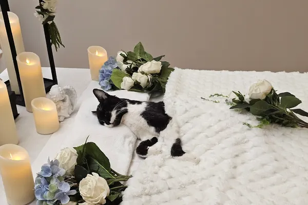 Tails Farewell | Pet Funeral Home & Aquamation Service – Markham