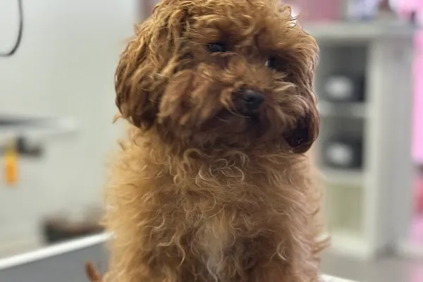 Pawparazzi Dog Grooming and Spa