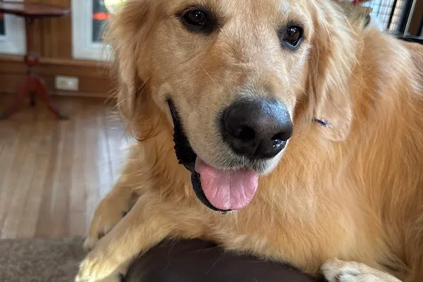 Paw Squad