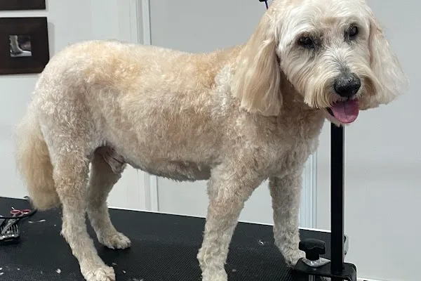 Groomed by Sarah: Vaughan House Call Groomer
