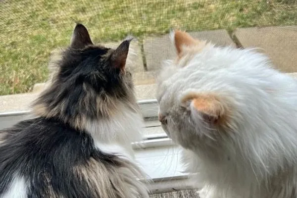 Kitty Komforts