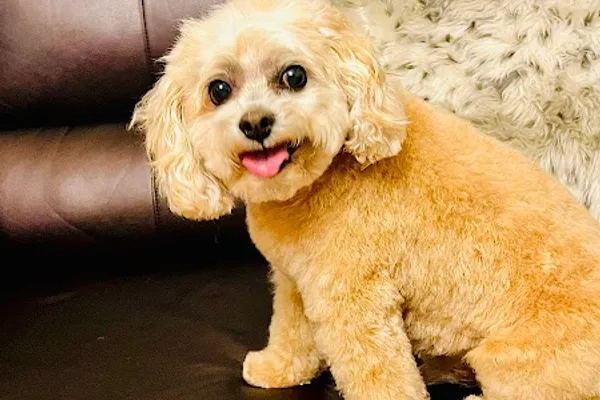 Top Dog Boutique and Spa Inc
